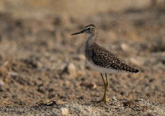 Portrait of a  Wood Sandpiper at Asker marsh, Bahrain