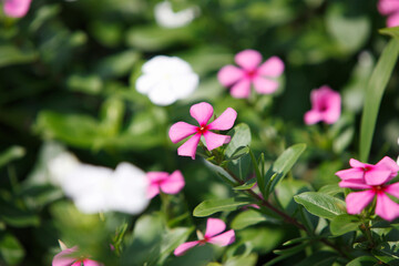 Obraz premium ニチニチソウ