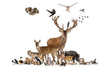 Large group of various european fauna animals, red deer, red fox, bird, rodent, isolated