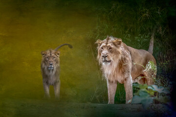 an artistic portrait of two lions