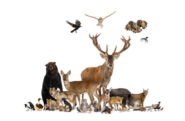 Large group of european animals, red deer, red fox, bird, rodent, wild boar, isolated - obrazy, fototapety, plakaty