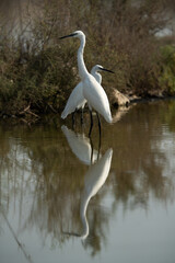 A pair of Little Egret at Asker marsh, Bahrain