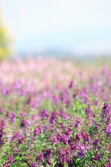 Naklejka premium サルビア