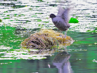 Poule d'eau en équilibre
