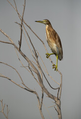Squacco Heron perched on a twig at Asker marsh, Bahrain