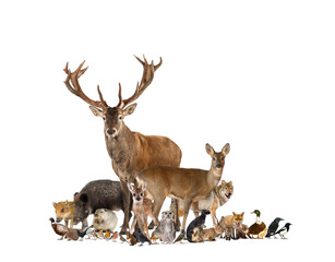 Large group of european fauna, red deer, red fox, bird, rodent, wild boar, isolated