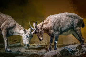 two young mouantain goats