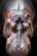 portrait of a hippo