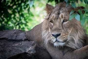 A male lion  sitting on rocks