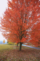 Autumn red leaf tree, Vermont