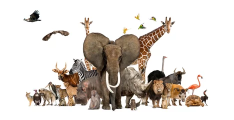 Fotobehang Grote groep Afrikaanse fauna, safari dieren in het wild samen, op een rij, geïsoleerd © Eric Isselée