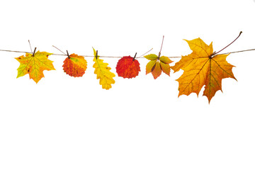 Red and yellow oak, aspen and maple leaves are attached with a clothespin to a craft rope. Isolated objects on a white background. Autumn concept. Copy space. High quality photo