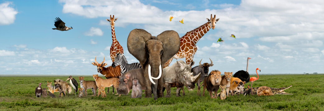 Large group of African fauna, safari wildlife animals together, in a row, isolated © Eric Isselée