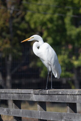 A Great Egret Looking Graceful