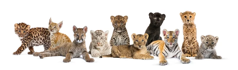 Zelfklevend Fotobehang Large group of many wild cats cub together in a row © Eric Isselée