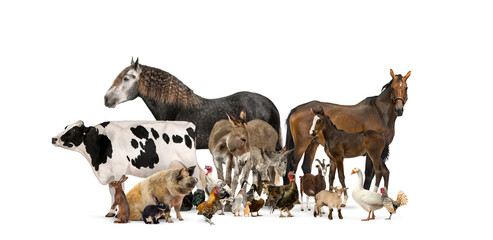 Group of many farm animals standing together