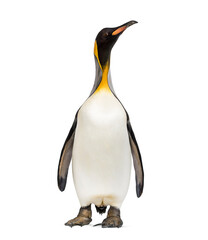 King penguin standing, isolated on white