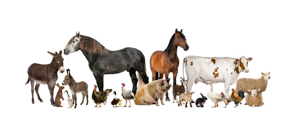 Foto op Plexiglas Large group of many farm animals standing together © Eric Isselée
