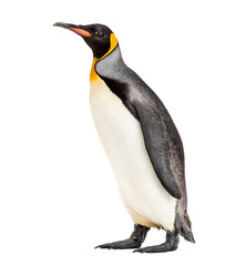 side view of a King penguin, isolated on white