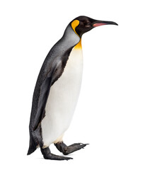 Side view of a King penguin walking, isolated on white