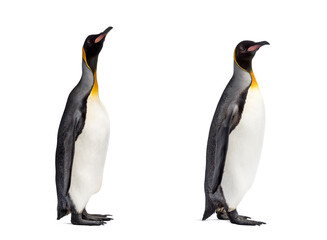 Couple of King penguin isolated on white