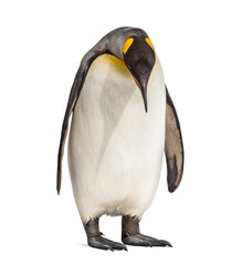 Standing King penguin looking down, isolated