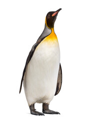 Obraz premium King penguin standing in front of a awhite background