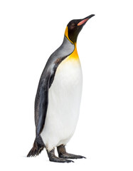 King penguin standing in front of a awhite background