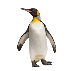 Naklejka premium King penguin standing, isoletd on white