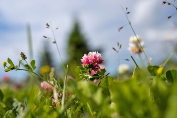 Trifolium. Pink clover in the Park on Strelka in Yaroslavl. Close-up from ground level.