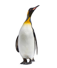 King penguin standing in front of a awhite background - obrazy, fototapety, plakaty
