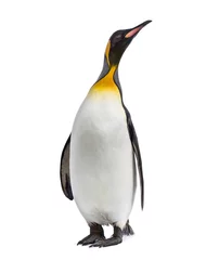 Zelfklevend Fotobehang King penguin standing in front of a awhite background © Eric Isselée