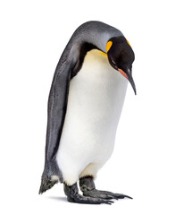 Standing King penguin looking down, isolated