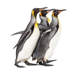 King penguins running together isolated