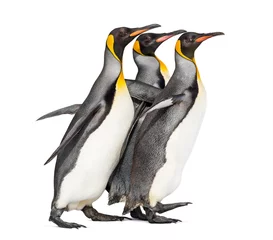 Keuken spatwand met foto King penguins running together isolated © Eric Isselée