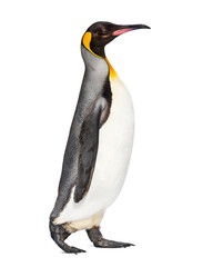Fototapeta premium Side view of a King penguin walking, isolated on white