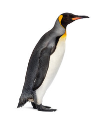 King penguin standing in front of a awhite background