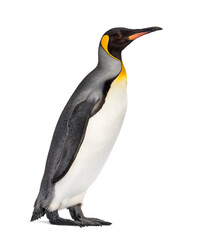 King penguin standing in front of a awhite background