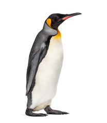 Walking King penguin, isolated on white