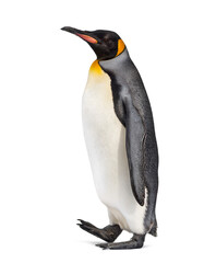 Fototapeta premium Side view of a King penguin walking, isolated on white