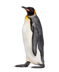 Foto op Plexiglas Side view of a King penguin walking, isolated on white © Eric Isselée