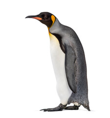 Side view of a King penguin walking, isolated on white