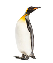 King penguin looking up, isolated on white