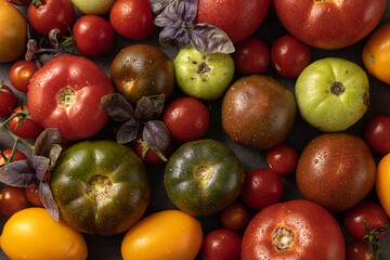 background of assorted tomatoes of different colors on a dark background
