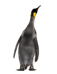 Back view on a King penguin, looking up