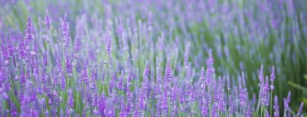 Blooming violet lavender field on sunset sky.