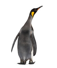 Back view on a King penguin, looking up © Eric Isselée