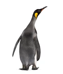 Zelfklevend Fotobehang Back view on a King penguin, looking up © Eric Isselée