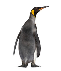 Back view on a King penguin, looking up