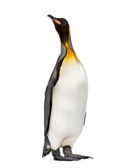 King penguin standing in front of a awhite background